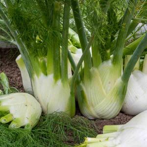 Fenouil Tauro HF1 - Graines d'Exception